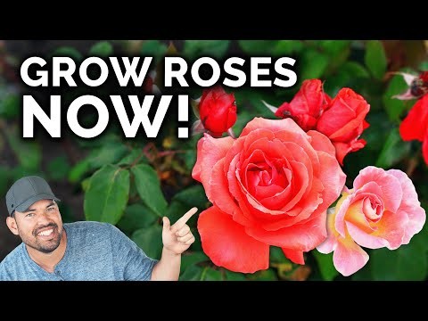 Guide d entretien des roses d avril :taille, alimentation et prévention des parasites par des experts 