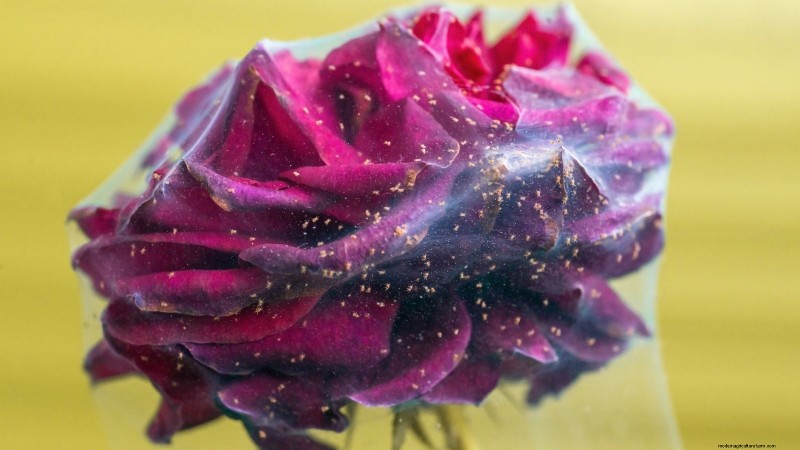 Guide d entretien des roses d avril :taille, alimentation et prévention des parasites par des experts 