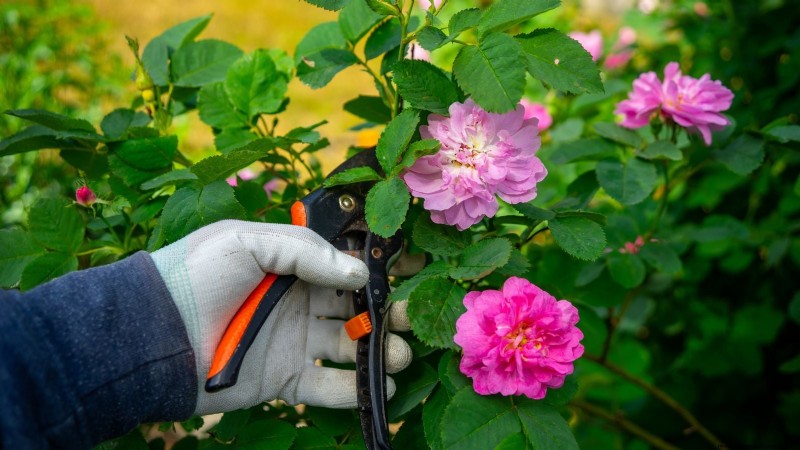 Guide d entretien des roses d avril :taille, alimentation et prévention des parasites par des experts 