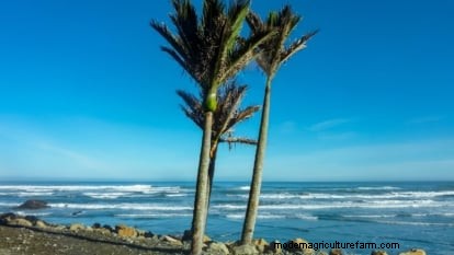 Cultiver et entretenir le palmier Nikau, originaire de Nouvelle-Zélande 
