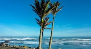 Growing and Caring for New Zealand’s Native Nikau Palm