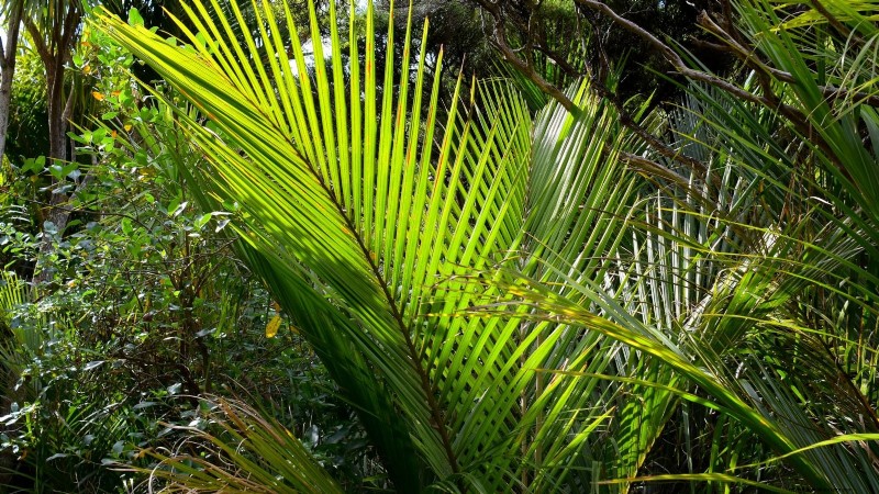 Cultiver et entretenir le palmier Nikau, originaire de Nouvelle-Zélande 