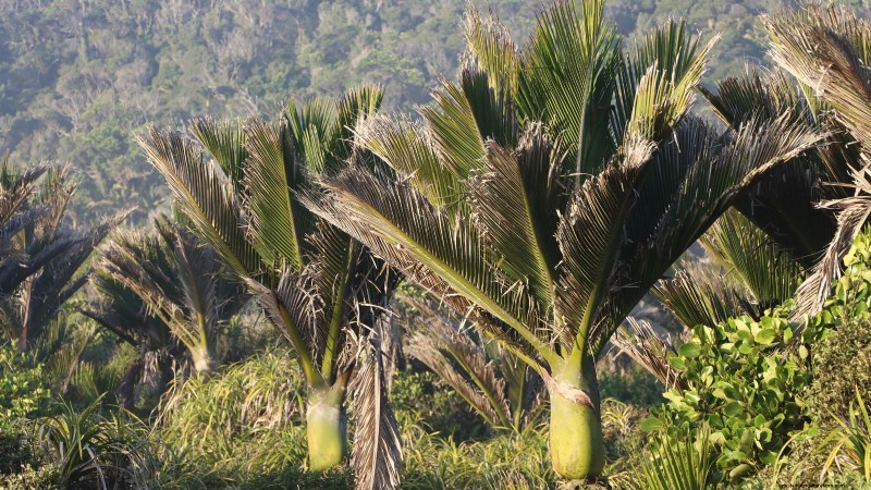 Cultiver et entretenir le palmier Nikau, originaire de Nouvelle-Zélande 