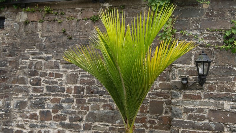 Cultiver et entretenir le palmier Nikau, originaire de Nouvelle-Zélande 