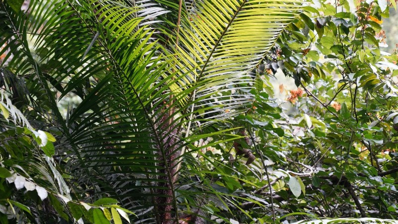 Cultiver et entretenir le palmier Nikau, originaire de Nouvelle-Zélande 