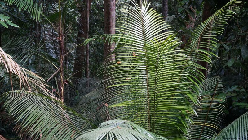 Cultiver et entretenir le palmier Nikau, originaire de Nouvelle-Zélande 