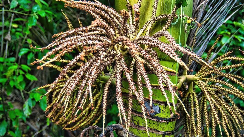 Cultiver et entretenir le palmier Nikau, originaire de Nouvelle-Zélande 