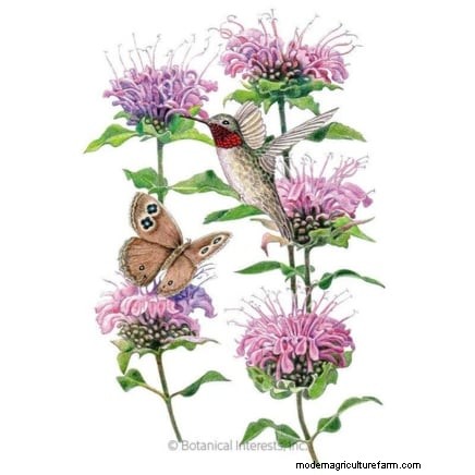 7 superbes plantes vivaces de la Nouvelle-Angleterre :guide d experts pour le succès des jardins autochtones 