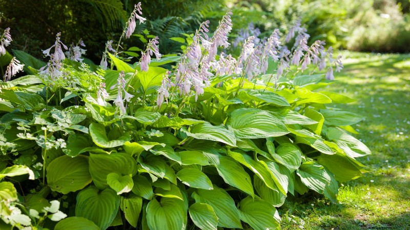 7 superbes plantes vivaces de la Nouvelle-Angleterre :guide d experts pour le succès des jardins autochtones 
