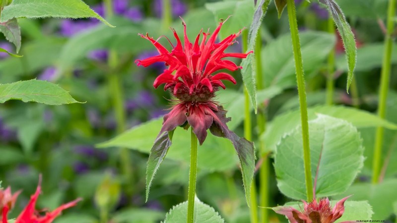 7 superbes plantes vivaces de la Nouvelle-Angleterre :guide d experts pour le succès des jardins autochtones 