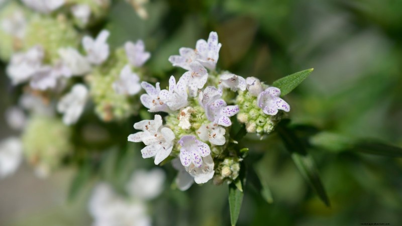 7 superbes plantes vivaces de la Nouvelle-Angleterre :guide d experts pour le succès des jardins autochtones 