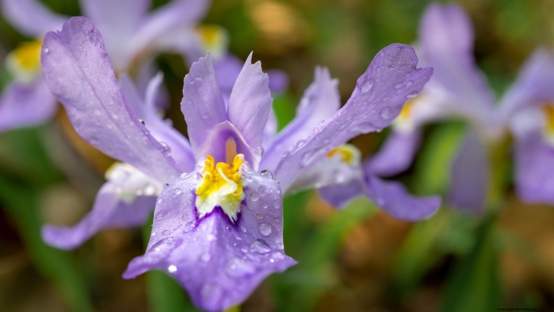 7 superbes plantes vivaces de la Nouvelle-Angleterre :guide d experts pour le succès des jardins autochtones 