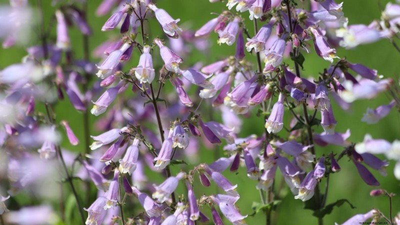 7 superbes plantes vivaces de la Nouvelle-Angleterre :guide d experts pour le succès des jardins autochtones 