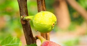 Starten Sie einen Containergarten:Obstbäume auf engstem Raum anbauen 