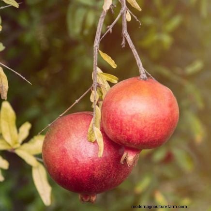 Lancez un verger en conteneurs :cultiver des arbres fruitiers dans des espaces compacts 