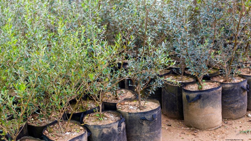 Lancez un verger en conteneurs :cultiver des arbres fruitiers dans des espaces compacts 