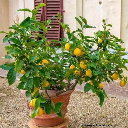 Lancez un verger en conteneurs :cultiver des arbres fruitiers dans des espaces compacts 