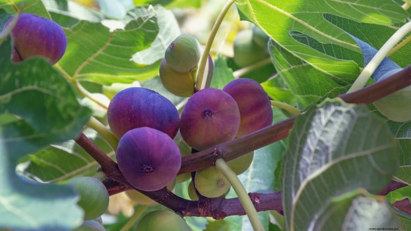 Lancez un verger en conteneurs :cultiver des arbres fruitiers dans des espaces compacts 