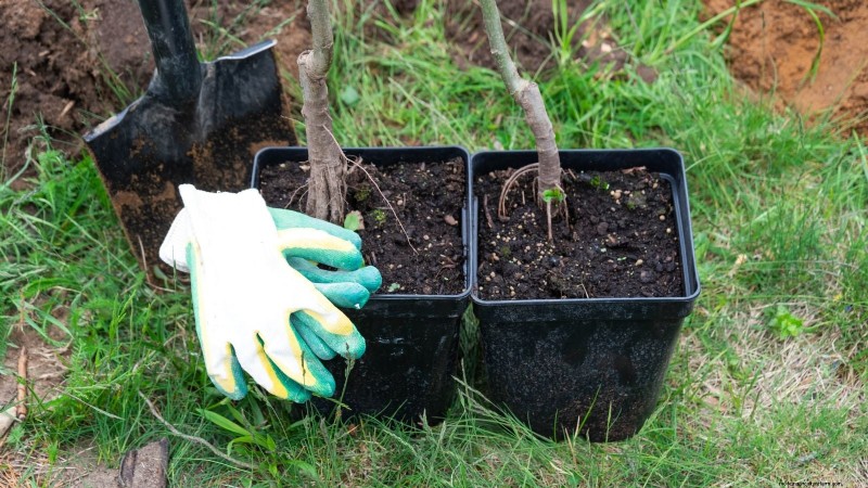 Lancez un verger en conteneurs :cultiver des arbres fruitiers dans des espaces compacts 