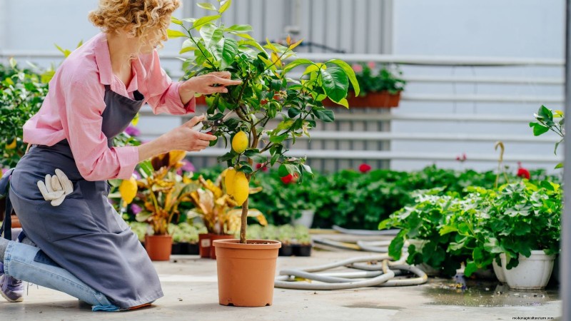 Lancez un verger en conteneurs :cultiver des arbres fruitiers dans des espaces compacts 