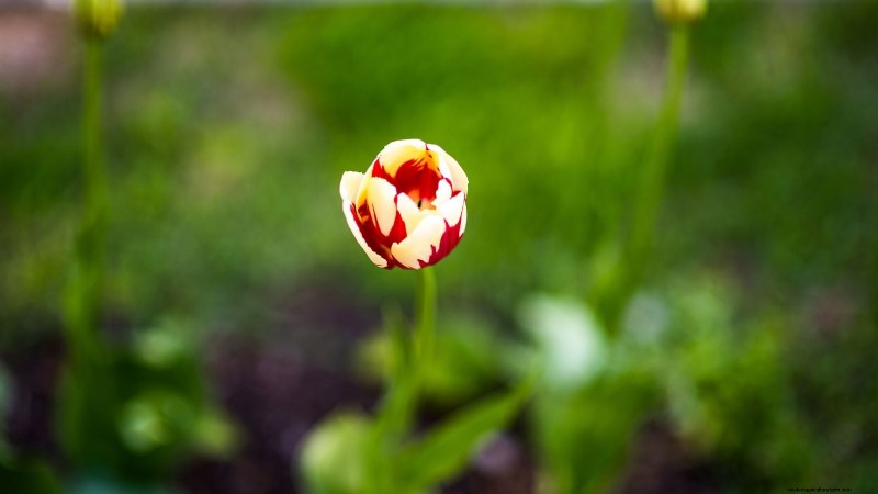 7 variétés de tulipes anciennes qui transforment votre jardin printanier 
