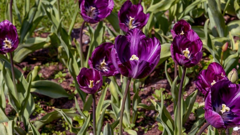 7 variétés de tulipes anciennes qui transforment votre jardin printanier 