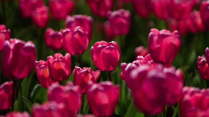 7 variétés de tulipes anciennes qui transforment votre jardin printanier 