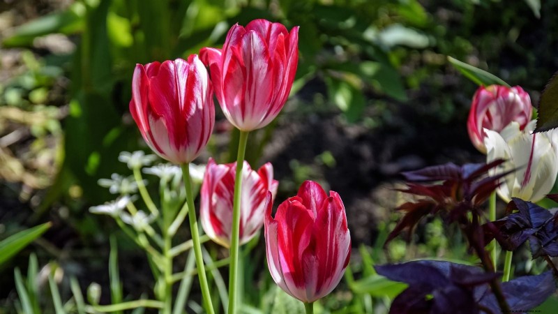 7 variétés de tulipes anciennes qui transforment votre jardin printanier 