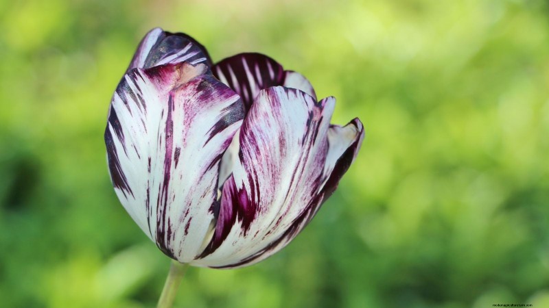 7 variétés de tulipes anciennes qui transforment votre jardin printanier 