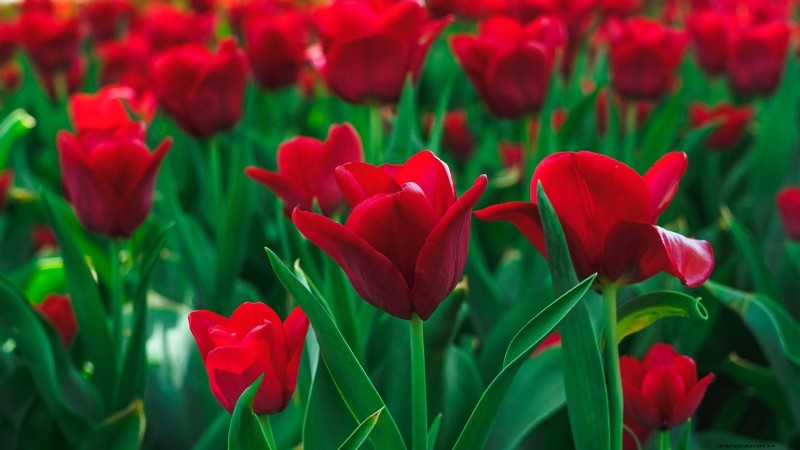 7 variétés de tulipes anciennes qui transforment votre jardin printanier 