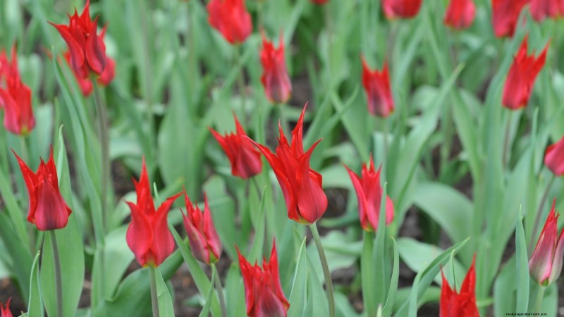 7 variétés de tulipes anciennes qui transforment votre jardin printanier 