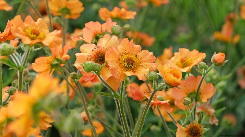 Plantation et entretien de la vibrante Geum « Totally Tangerine » – Un guide des plantes vivaces nécessitant peu d’entretien 