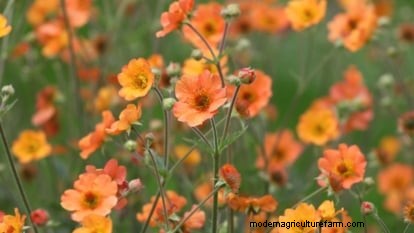 Plantation et entretien de la vibrante Geum « Totally Tangerine » – Un guide des plantes vivaces nécessitant peu d’entretien 