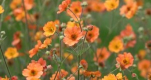 Plantando e cuidando do vibrante Geum ‘Totally Tangerine’ – Um guia perene de baixa manutenção 