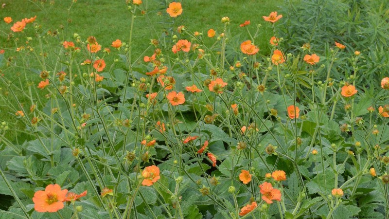 Plantation et entretien de la vibrante Geum « Totally Tangerine » – Un guide des plantes vivaces nécessitant peu d’entretien 