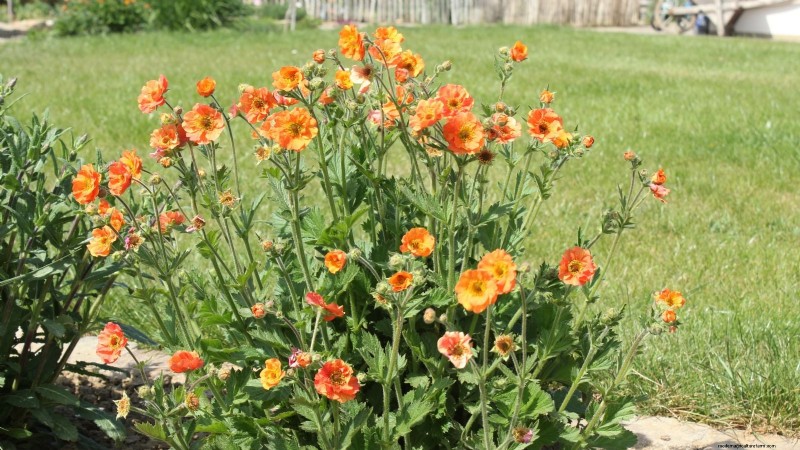 Plantation et entretien de la vibrante Geum « Totally Tangerine » – Un guide des plantes vivaces nécessitant peu d’entretien 