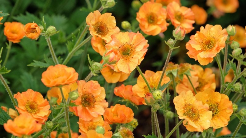 Plantation et entretien de la vibrante Geum « Totally Tangerine » – Un guide des plantes vivaces nécessitant peu d’entretien 