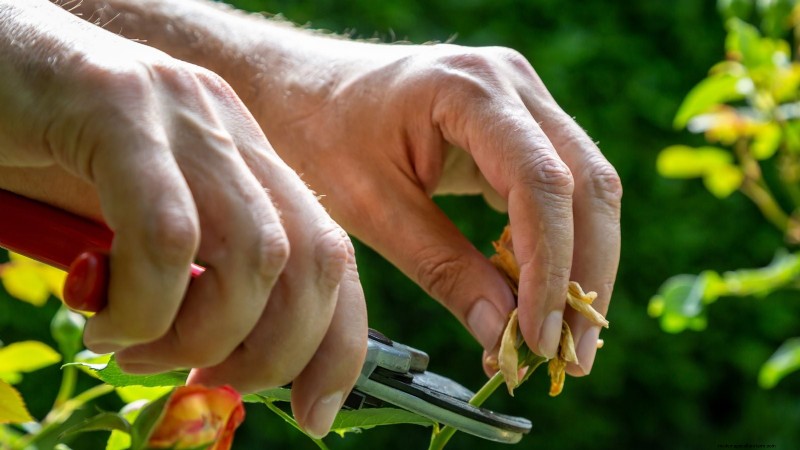 Plantation et entretien de la vibrante Geum « Totally Tangerine » – Un guide des plantes vivaces nécessitant peu d’entretien 