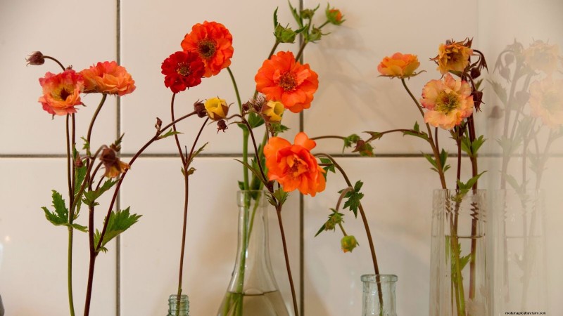 Plantation et entretien de la vibrante Geum « Totally Tangerine » – Un guide des plantes vivaces nécessitant peu d’entretien 