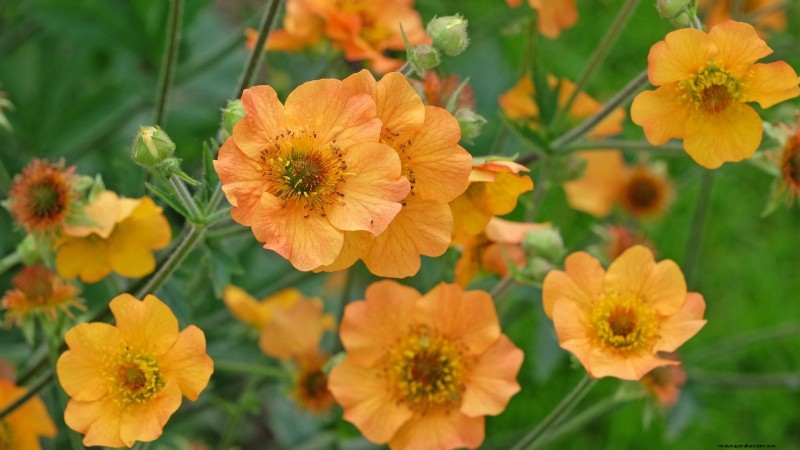 Plantation et entretien de la vibrante Geum « Totally Tangerine » – Un guide des plantes vivaces nécessitant peu d’entretien 