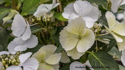 Hortensias Cascade :Guide expert sur la plantation, la culture et l entretien 