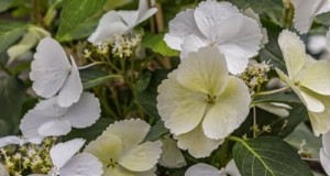 Ortensie a cascata:guida esperta per piantare, coltivare e curare 