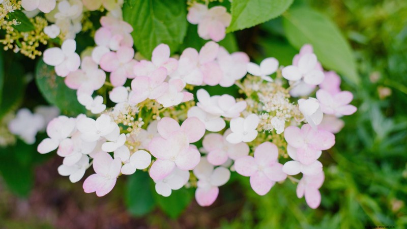 Hortensias Cascade :Guide expert sur la plantation, la culture et l entretien 
