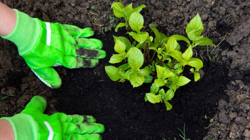 Hortensias Cascade :Guide expert sur la plantation, la culture et l entretien 