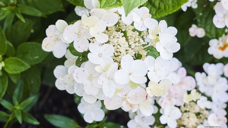 Hortensias Cascade :Guide expert sur la plantation, la culture et l entretien 
