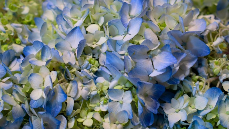 Hortensias Cascade :Guide expert sur la plantation, la culture et l entretien 