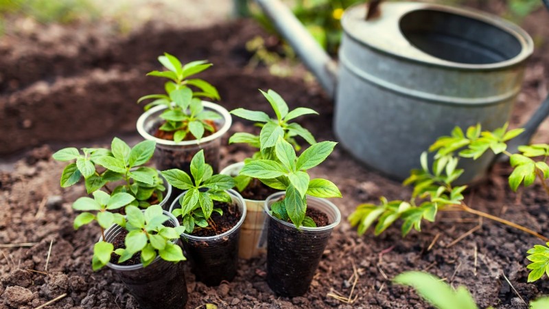 Hortensias Cascade :Guide expert sur la plantation, la culture et l entretien 