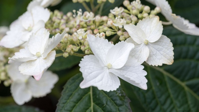 Hortensias Cascade :Guide expert sur la plantation, la culture et l entretien 