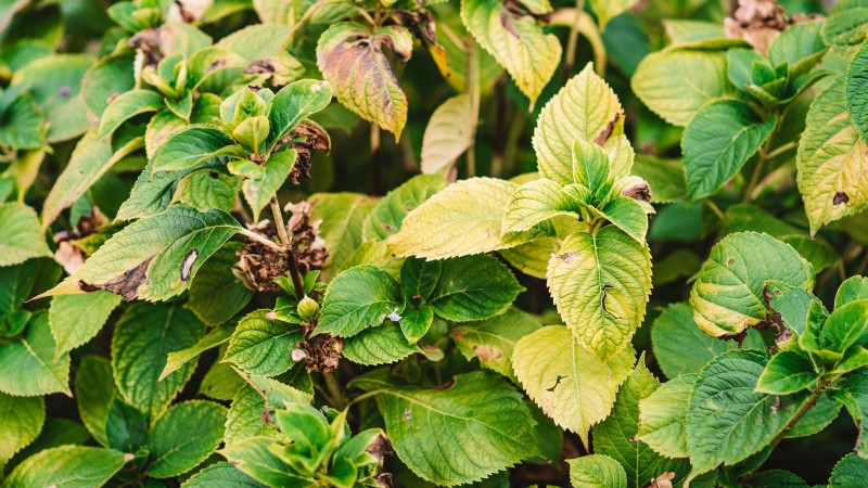 Hortensias Cascade :Guide expert sur la plantation, la culture et l entretien 