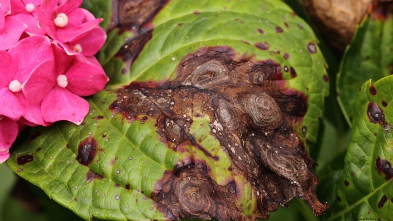 Hortensias Cascade :Guide expert sur la plantation, la culture et l entretien 